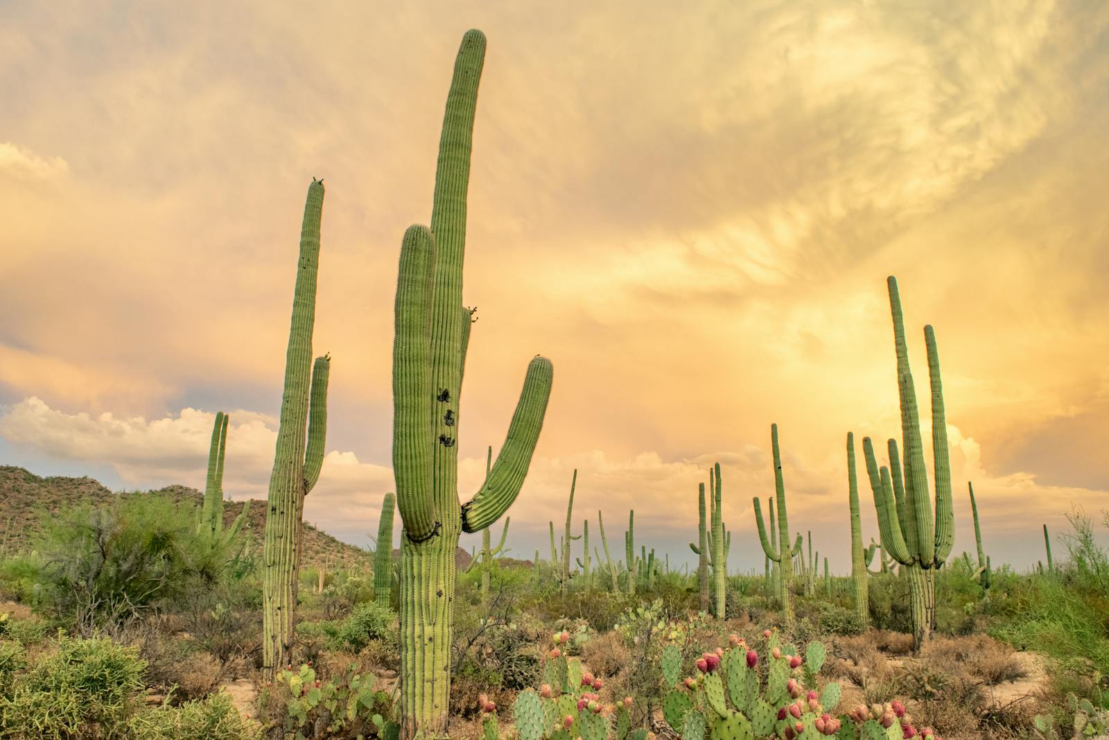 Arizona Sonoran desert with saguaro cacti
